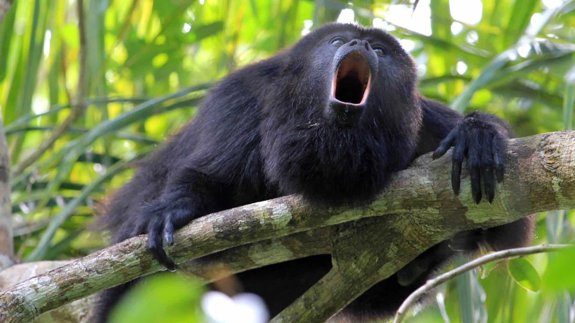 Wildlife and nature tour experience